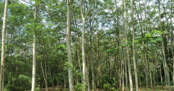 Pupuk Alami Pohon Sengon
